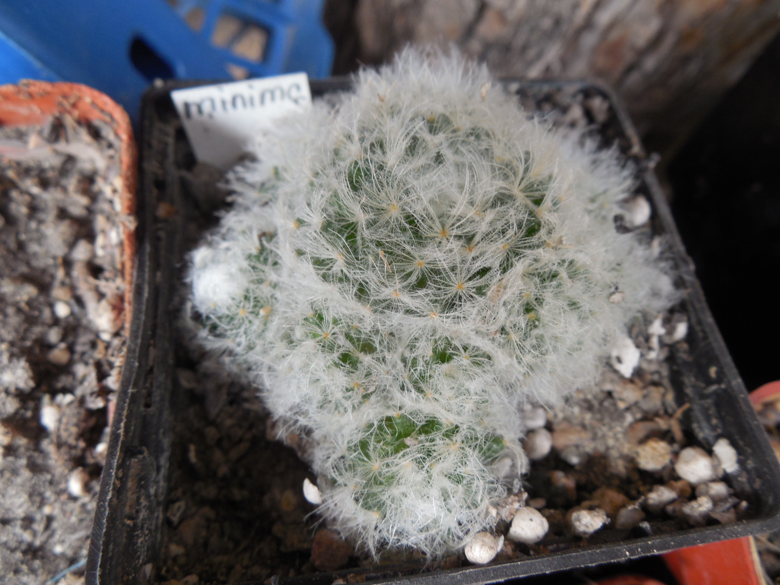 Mammillaria plumosa - f.monstruosa