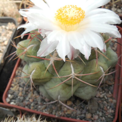 Thelocactus hexaedrophorus