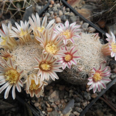 Mammillaria lasiacantha SB 67 - MG -