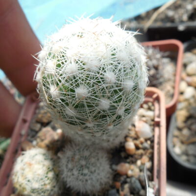 Escobaria vivipara - v. bisbeana SB 1904 - e Tucson, Az. - MG -
