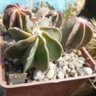 Astrophytum crassispinum - El Socoro - Kohres -