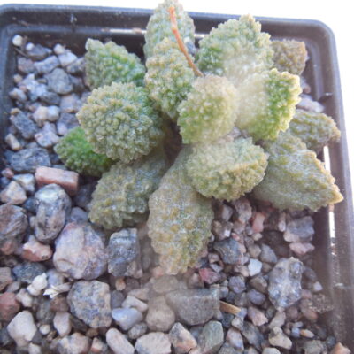 Adromischus marianiae - v.herrei "Green"
