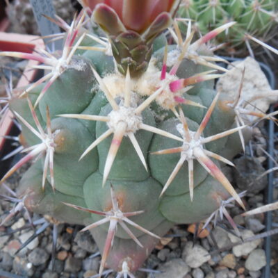 Thelocactus heterochromus P 303 - Piltz -