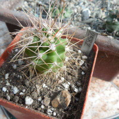 Echinocereus coccineus - v.gurneyi - Elk. NM. - small clusters of thick heads - MG -