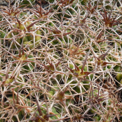 Gymnocalycium ferox - v.ferocior - радянська селекція х ferocior STO 866