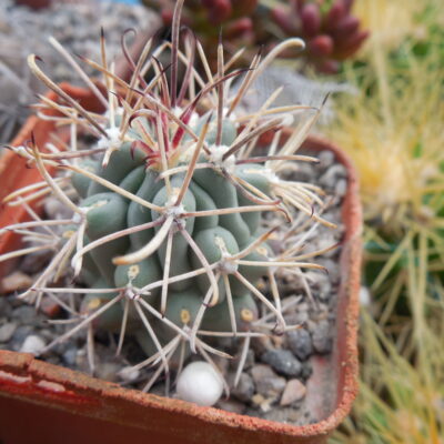 Glandulicactus uncinatus DJF 615 - black flower - Catorse, SLP. - MG -