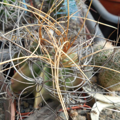 Astrophytum senile - v.aureum  - зразок -