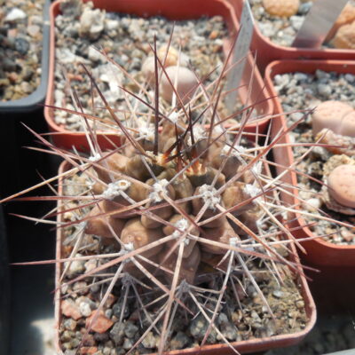 Gymnocalycium michoga