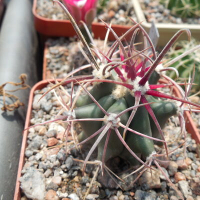Ferocactus acanthodes - Cactus Store -