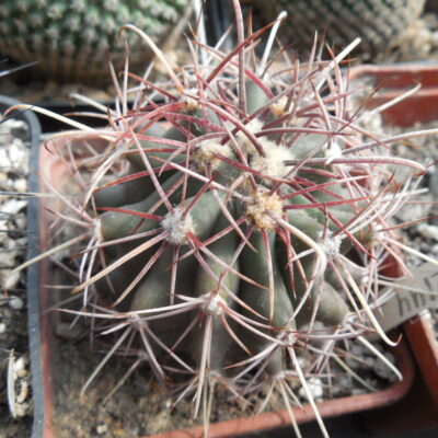 Ferocactus wislizenii - v.ajoensis - s - Gila Bend, Az. - super long spines - MG -