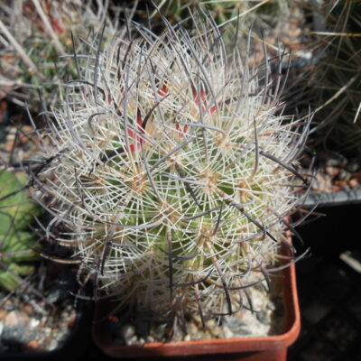 Echinomastus unguispinus  GL 607 - s Jimenez, Chih. MG -  not grafted -