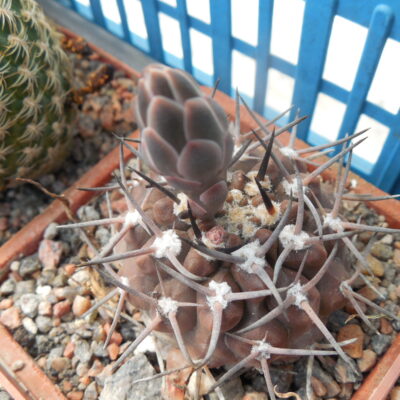 Gymnocalycium piltziorum P 38 - Piltz -