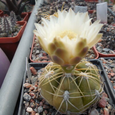 Gymnocalycium denudatum