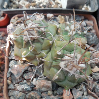 Turbinicarpus klinkerianus