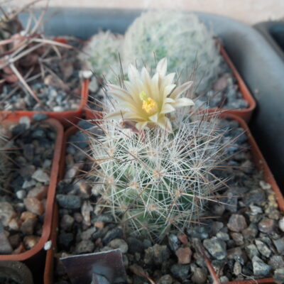 Escobaria lloydii SB 467 - MG -