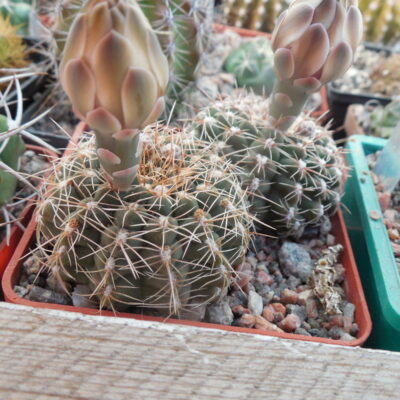 Gymnocalycium quehlianum - v.zehntneri