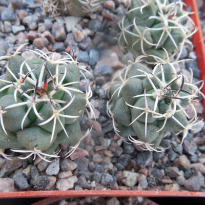 Coryphantha maiz - tablasensis MZ 349 - білоквітковий вид