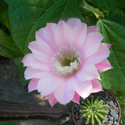 Echinopsis WESSNER - HYBRIDE
