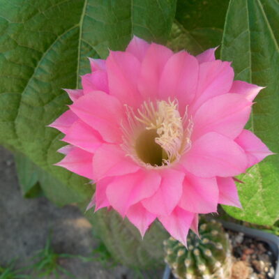 Echinopsis WESSNER - HYBRIDE