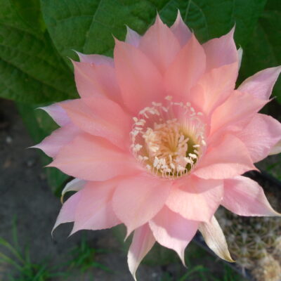 Echinopsis WESSNER - HYBRIDE,    "pastel pink"  - дітки -