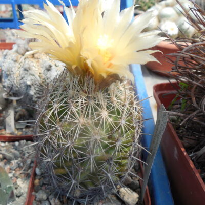 Coryphantha echinus SB 382 - MG -
