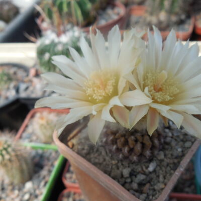 Thelocephala aerocarpa