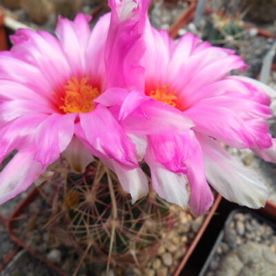 Thelocactus bicolor - v.flavidispinus SB 424 - Brewster Co. Tx. - MG - суперквітки -
