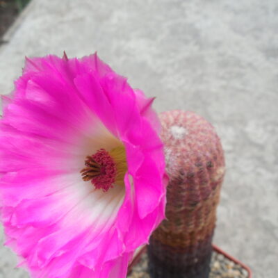 Echinocereus rigidissimus - v.rubispinus L088