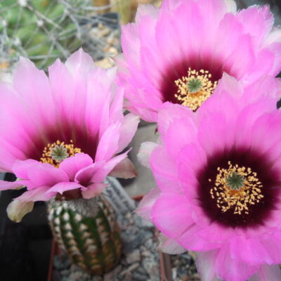 Echinocereus reichenbachii — v. caespitosus HK 1228 — Atascosa Co. Tx. USA -
