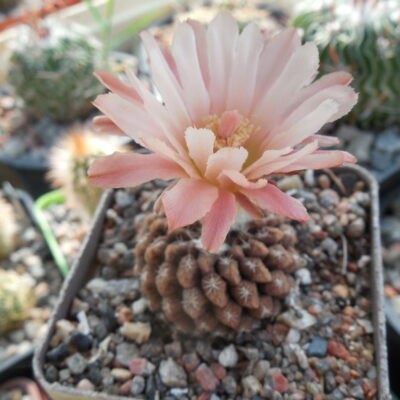 Thelocephala aerocarpa