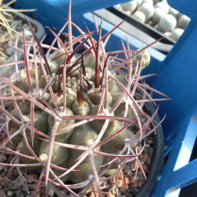 Gymnocalycium schikendantsii