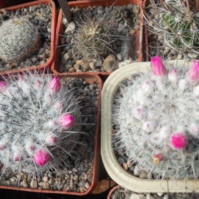 Mammillaria chionocephala ssp. woodsii