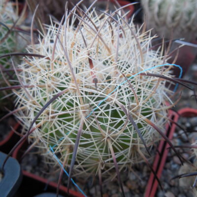 Echinomastus unguispinus  GL 607 - s Jimenez, Chih. MG - not grafted -