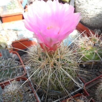 Thelocactus bicolor - v.bolansis