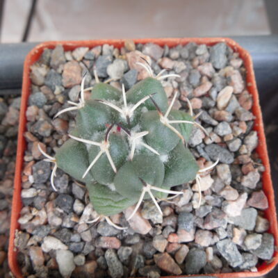 Coryphantha maiz - tablasensis MZ 349 - білоквітковий вид