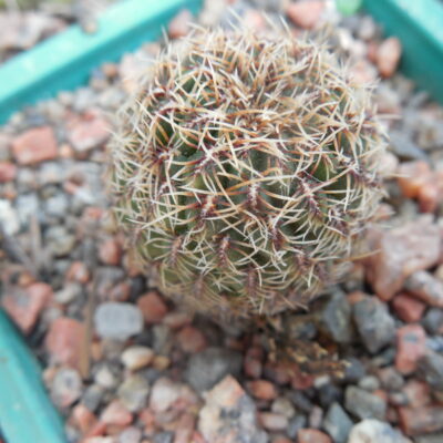 Sulcorebutia canigueralii - v.applanata EM 358A