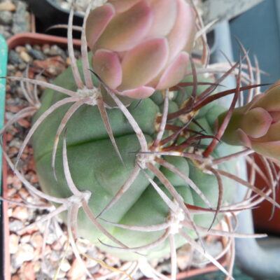 Gymnocalycium hossei