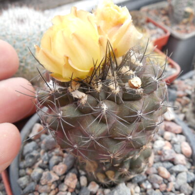 Copiapoa humilis FR 464 - Paposo, Chile