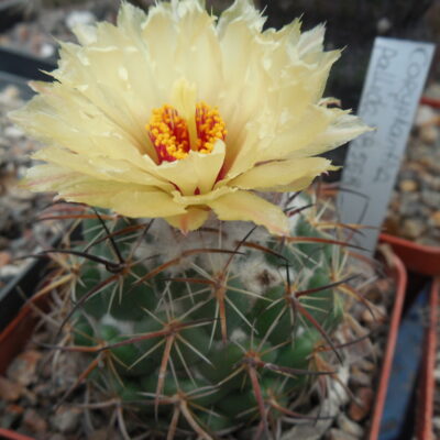 Coryphantha pallida SB 568 - MG -