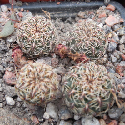 Sulcorebutia canigueralii - v.applanata VK 217 A