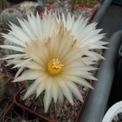 Coryphantha hintoniorum