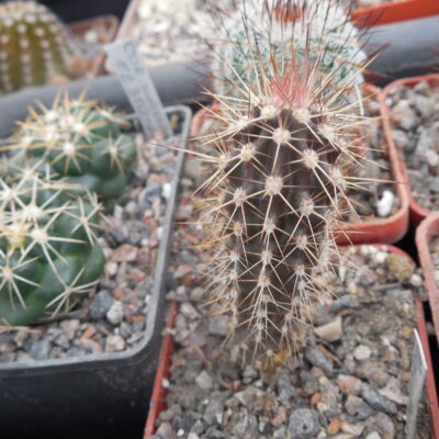 Machaerocereus eruca - MG -