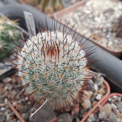 Mammillaria spec. P 476  - El Ojite, Oax.