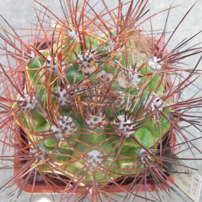 Gymnocalycium valnicekianum P 83 - Capilla del Monte 1000 m. Piltz.