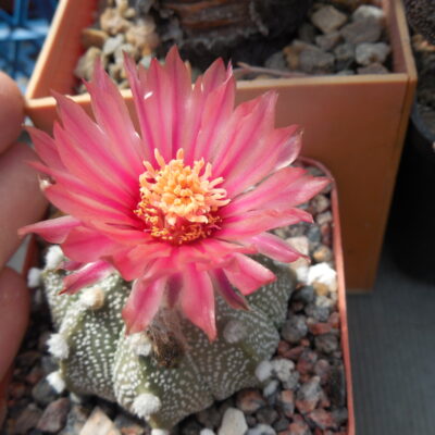 Astrophytum asterias - cv. red - pink flowers - Kohres type