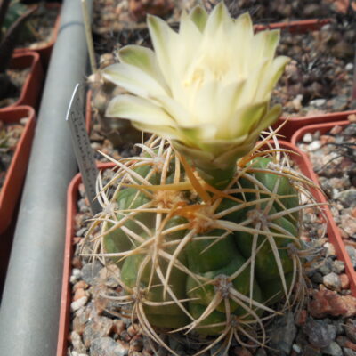 Gymnocalycium denudatum