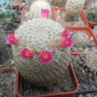 Mammillaria dixanthocentron FO 230 - MG -