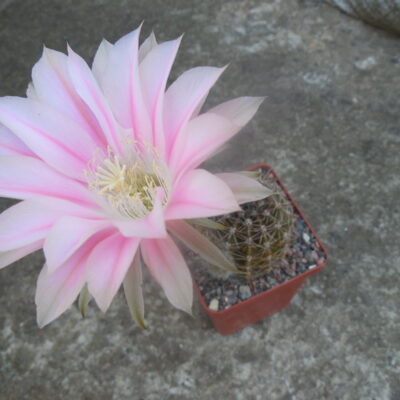 Echinopsis cv.  "Pink dawn"