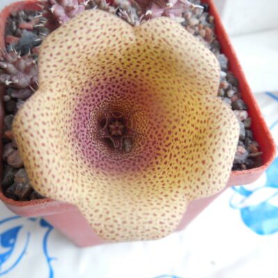Tawaresia meinjesii