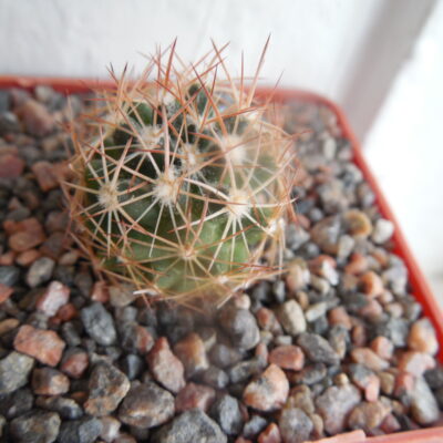 Escobaria missouriensis - v.robustior - Travis Co. Tx. - Steven Brack